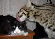 英雄联盟总决赛2025-超时空赛场，苏亚雷斯黄昏引爆，塞内加尔风暴带走莱比锡红牛