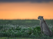 LOL赛事-看到这三个关键词，我意识到您想将两个不同维度的足球叙事编织在一起—一个关于个人在俱乐部的高光时刻，一个关于国家队在洲际大赛的征程。一个好的故事需要将它们巧妙衔接，赋予其情感与象征意义