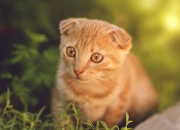 英雄联盟总决赛赛程-绝境中的救赎，玻利维亚生死战取胜，巴斯托尼从罪人到英雄的史诗一夜