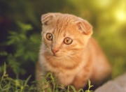 英雄联盟总决赛赛程-绝境中的救赎，玻利维亚生死战取胜，巴斯托尼从罪人到英雄的史诗一夜