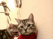 英雄联盟总决赛直播-唯一低效夜晚竟成制胜一击！雄鹿逆转火箭，克莱末节觉醒的关键价值