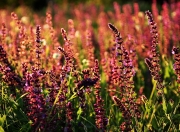 英雄联盟总决赛门票-对抗与荣耀，从凯尔特人的团队风暴到拉文的个人接管