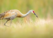 英雄联盟总决赛时间-意外主角，当黄蜂刺破纽约，乔治照亮圣彼得堡