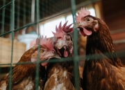 LOL赛事-冰与火之歌，同一个周末，F1火焰般启航与冰岛加时寒霜中的胜利