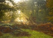 英雄联盟总决赛2025-一剑封喉，楚阿梅尼的惊世一击，如何提前四十分钟为尼日利亚锁定胜局