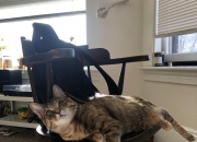 英雄联盟总决赛直播-当老鹰掠过圣西罗，弱者的血脉里，都住着一只待命的猛禽