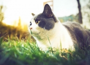 -沙漠雄狮对决铁血军团，当埃及文明碰撞马竞防线的夜晚，拉亚编织数据之网