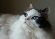 英雄联盟总决赛-绿茵艺术与胜利哲学，德布劳内的手术刀撕裂意甲夜空