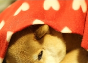 -沙特的金箔与塞维利亚的锈，当足球成为流动的盛宴