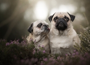 英雄联盟总决赛时间-冰与火之歌，当尼斯单节拉开希腊，哈兰德点燃赛场