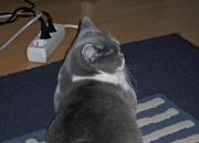 -欧文关键战不手软定乾坤，凯尔特人淘汰赛过关斩将掘金