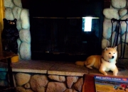 -大脑与引擎，范弗利特如何用攻防转换扼住灰熊的喉咙