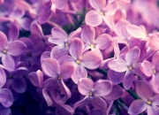 英雄联盟总决赛门票-维京盾墙与红牛之殇，一场战术纪律对天赋洪流的终极胜利