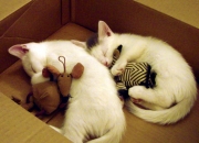 英雄联盟总决赛时间-攀登约旦的阶梯，当热火用团队利剑斩断孤狼的野心