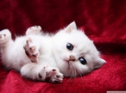 -引擎熄灭时，他的表演刚刚开始，当F1的声浪遇见篮球的脉搏