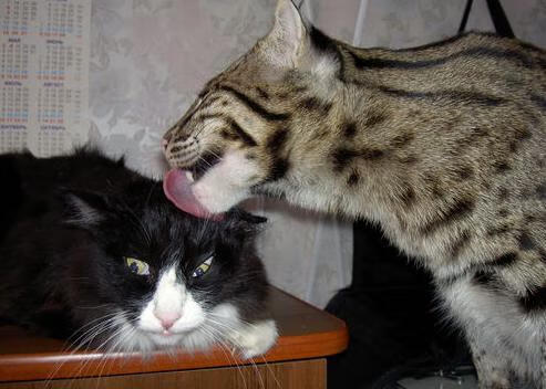 超时空赛场,苏亚雷斯黄昏引爆,塞内加尔风暴带走莱比锡红牛