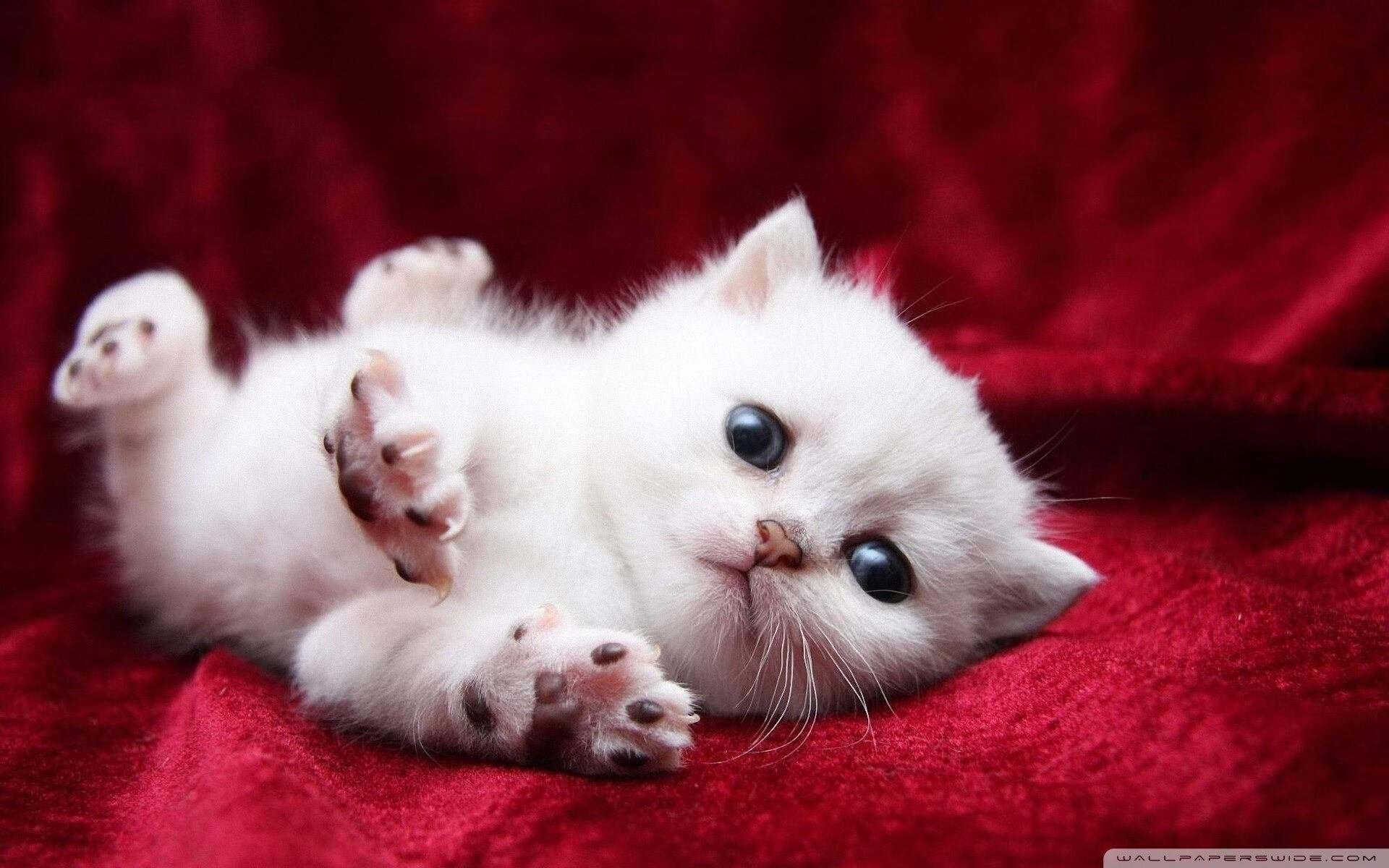 时空交错，深圳队打穿快船，哈利伯顿关键进球定乾坤