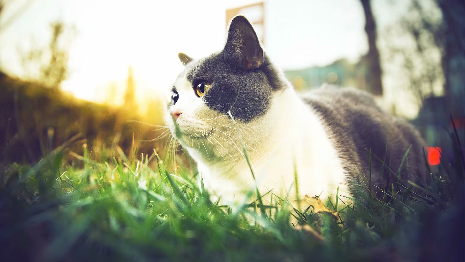 跨越山海的蛇口风暴，深圳队客场粉碎猛龙，小贾伦站在金字塔尖