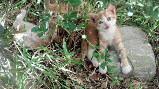 星空下的刺客，当杜兰特在亚平宁投出最后一击