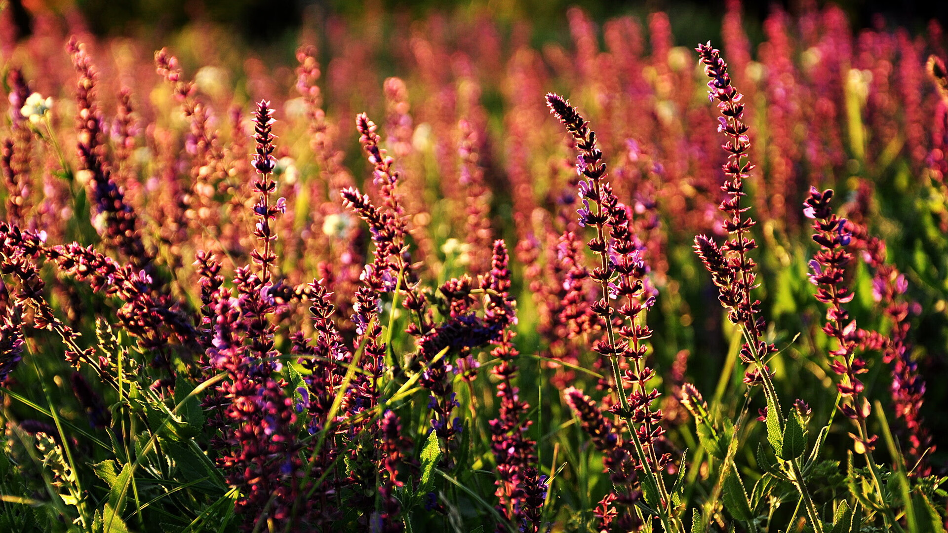 超维赛场,公牛锁死猛龙战术惊现F1,利拉德刹车点接管引爆巴林