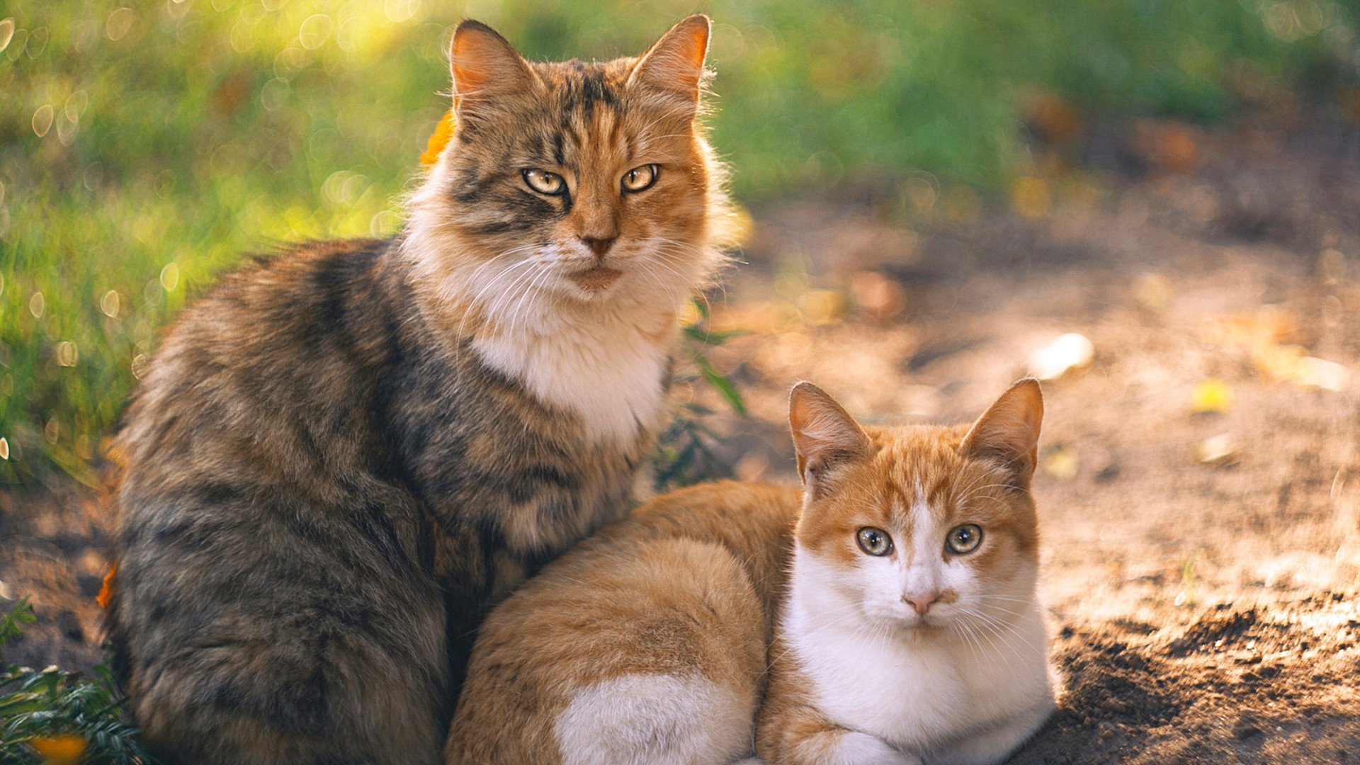 神盾与利刃,当切尔西的巴西铁闸扼住苏格兰的咽喉