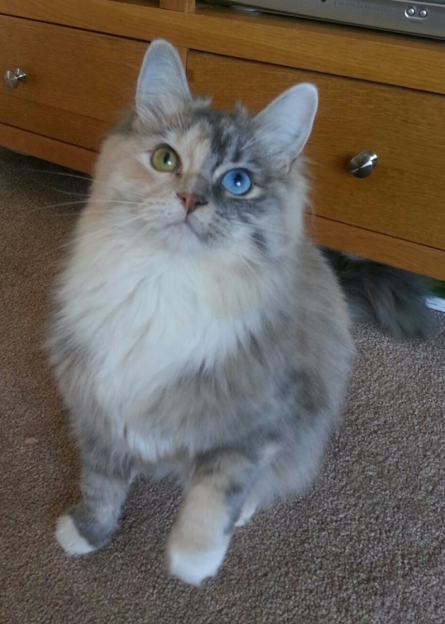 生死战中的一剑封喉，戈麦斯爆发助克罗地亚力斩苏格兰