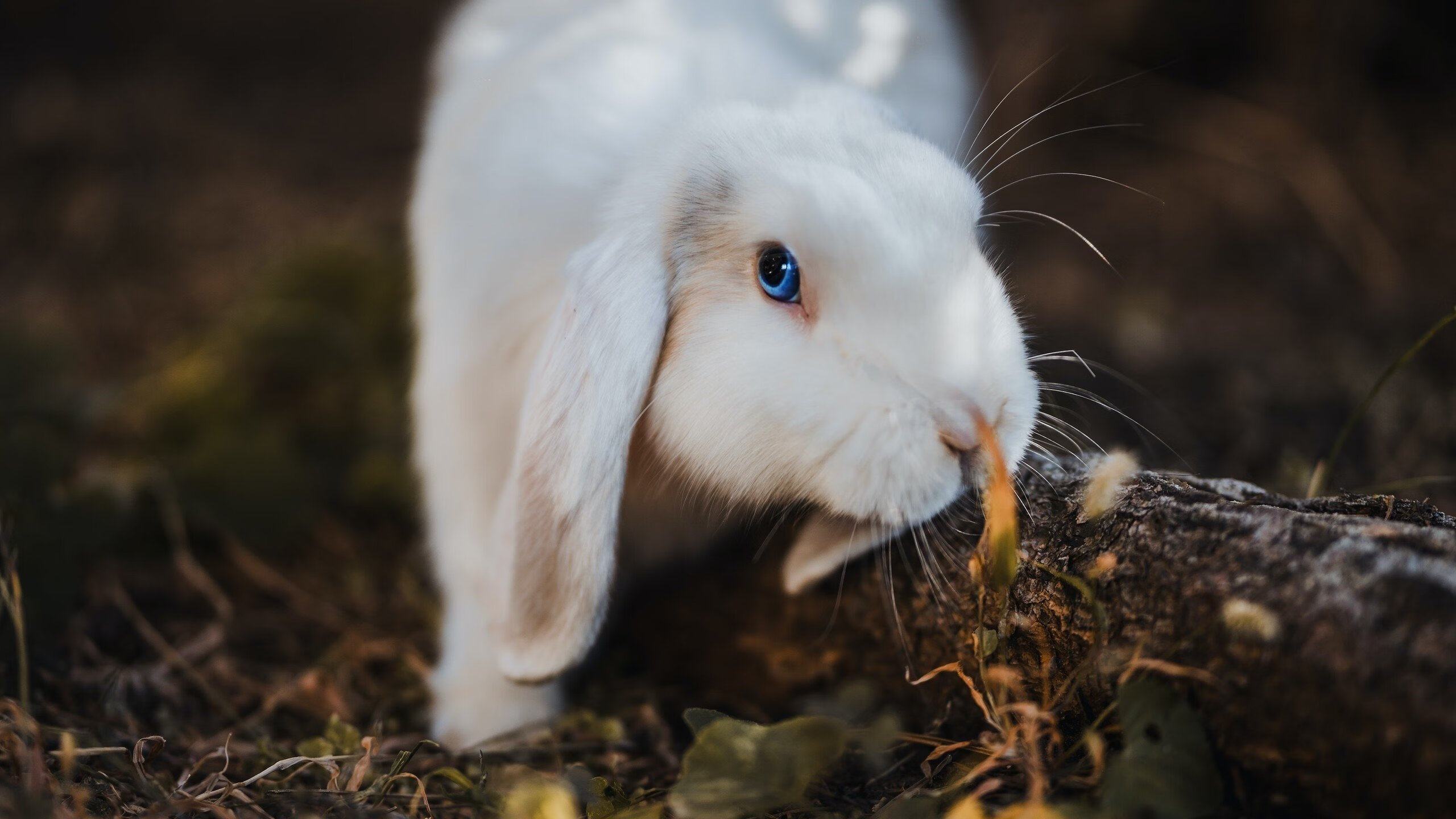 F1街道赛巅峰对决，美国如何重新定义现代街道赛，让摩纳哥黯然失色