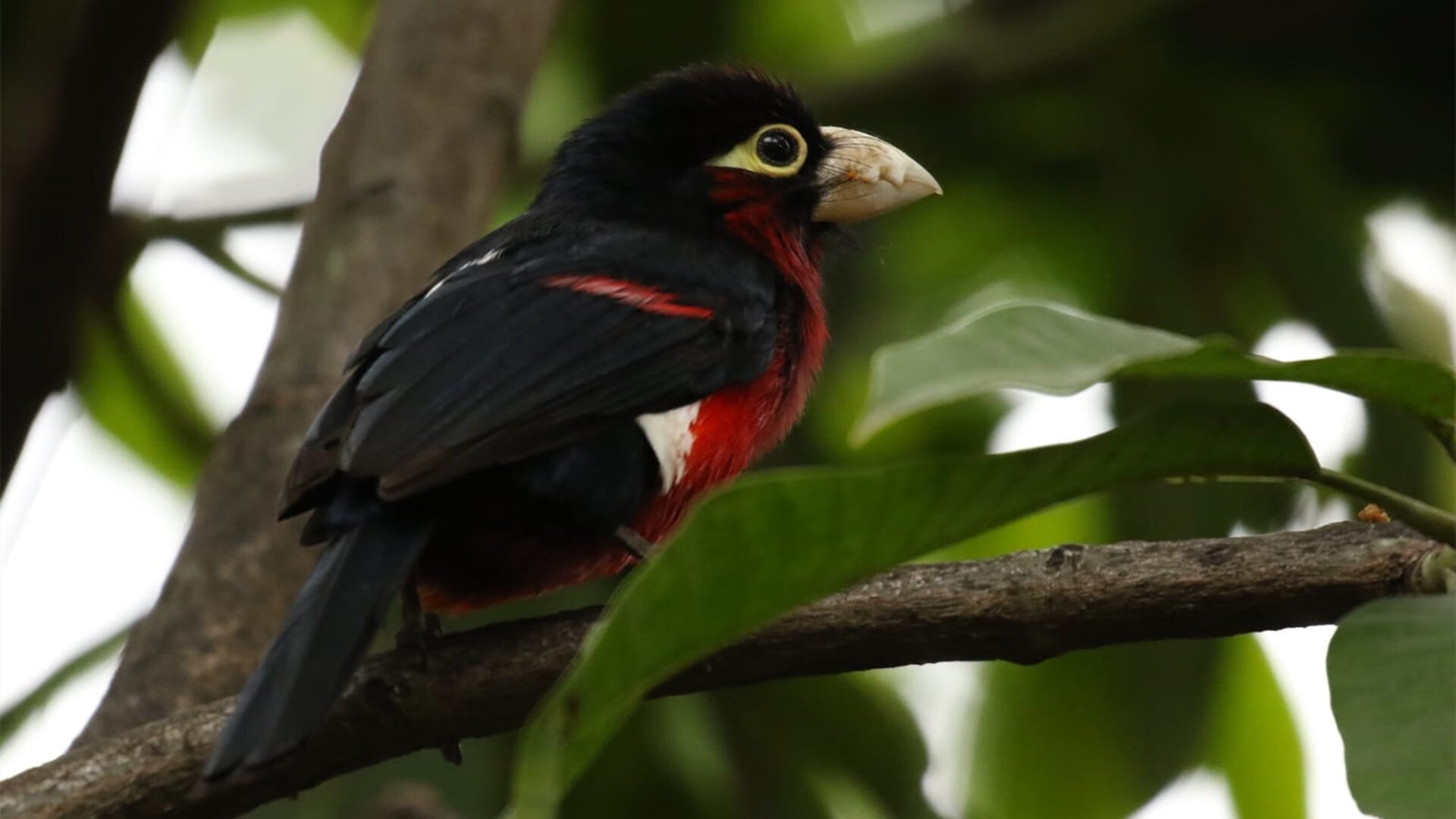 平行宇宙错位之夜，当塔图姆在魔术队爆发，山西男篮在加时赛看见倒影