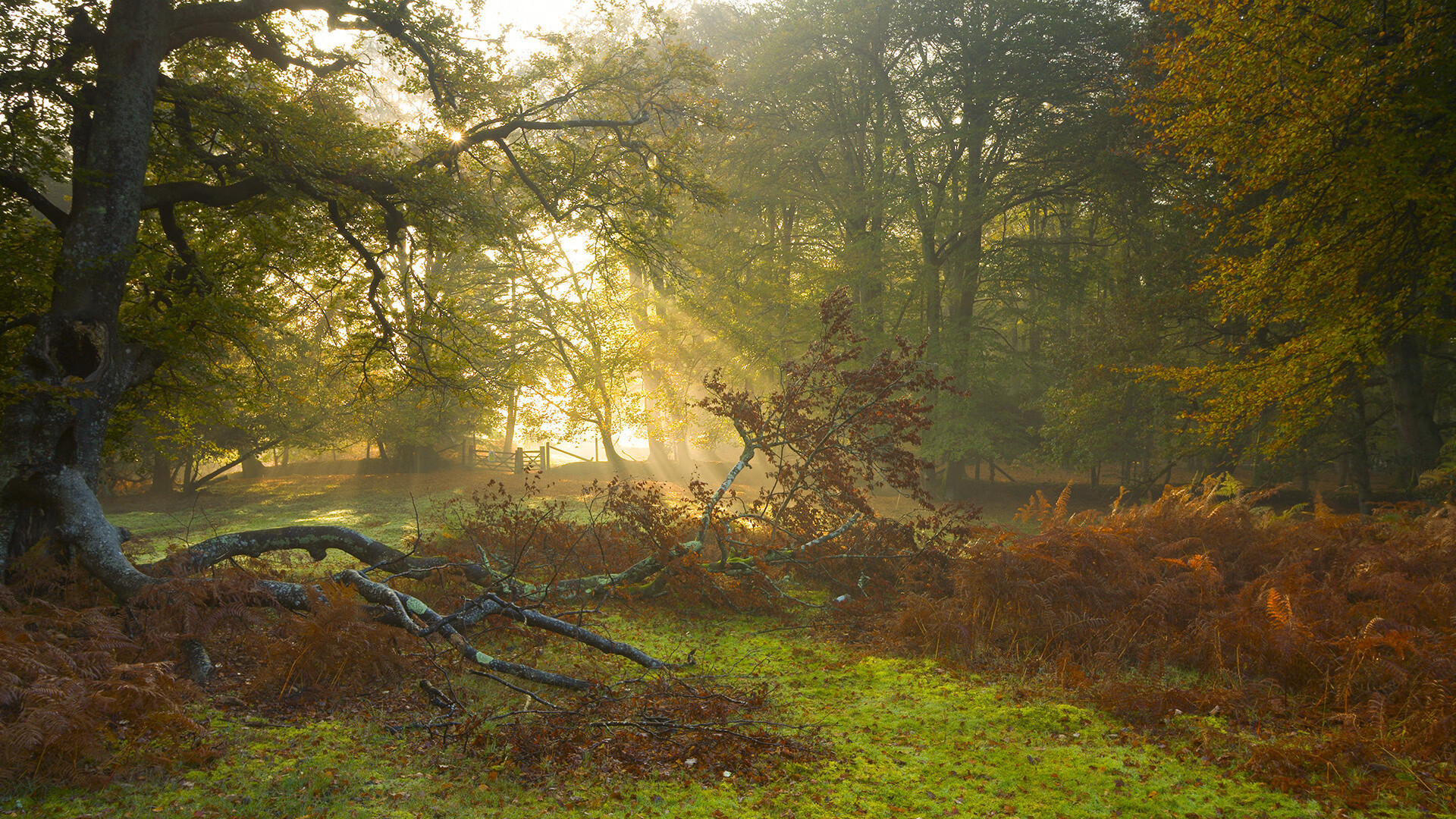 一剑封喉，楚阿梅尼的惊世一击，如何提前四十分钟为尼日利亚锁定胜局