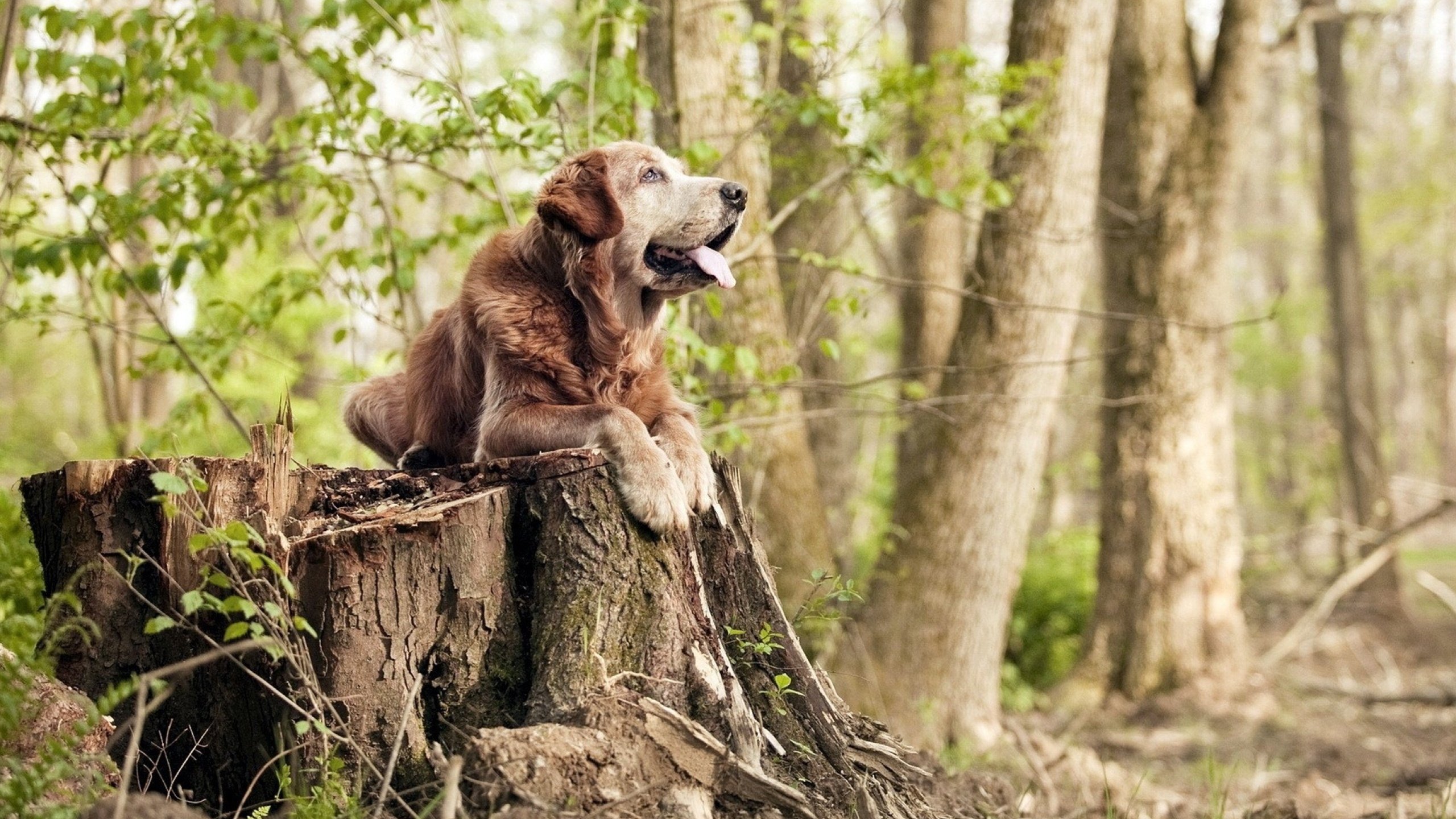 系统错误报告，当卡塞米罗为牙买加击穿阿根廷，混乱已是唯一秩序