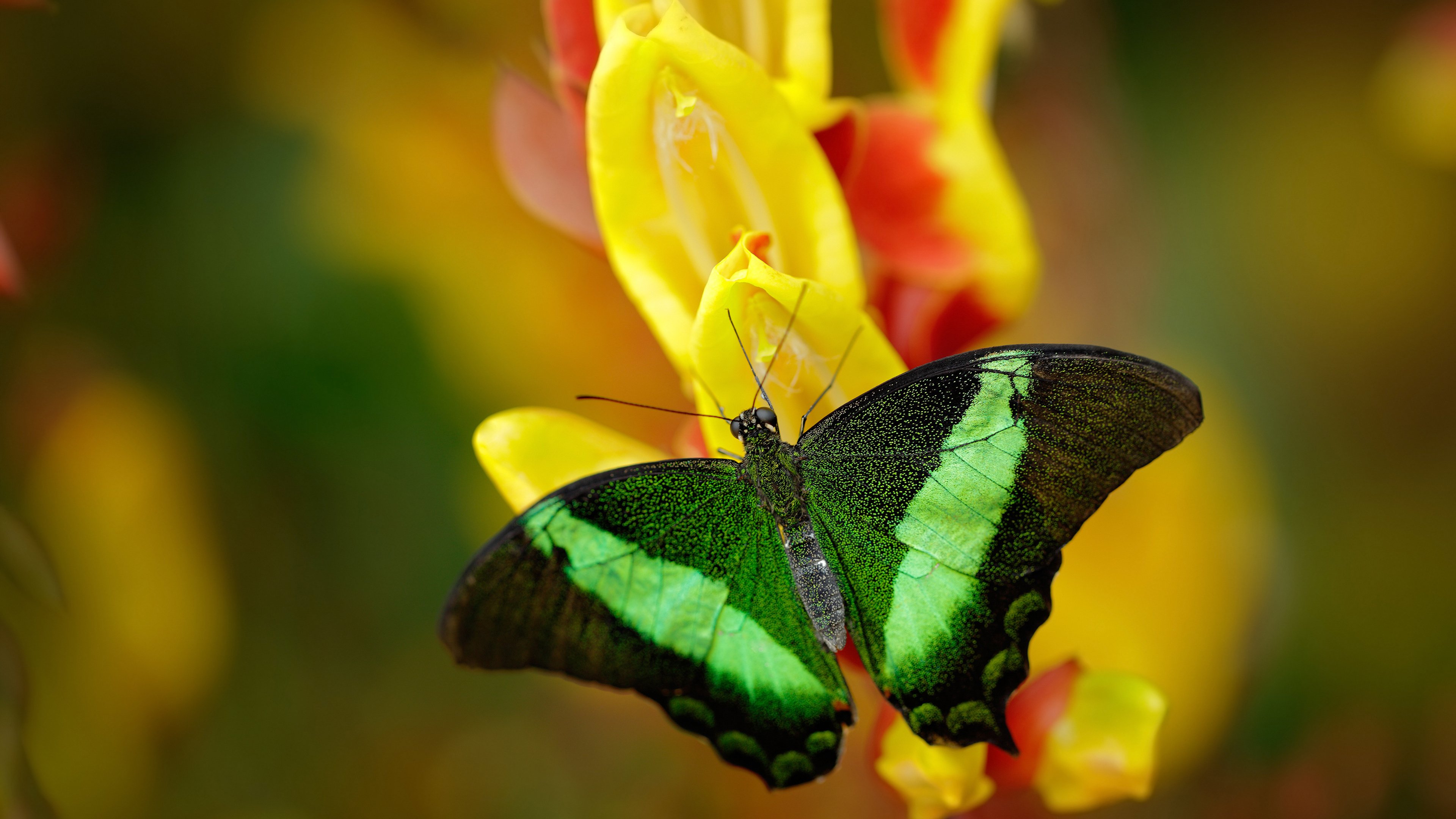 跨界体育幻想曲,曼城足球场终结苏格兰,努涅斯篮球场接管NBA季后赛