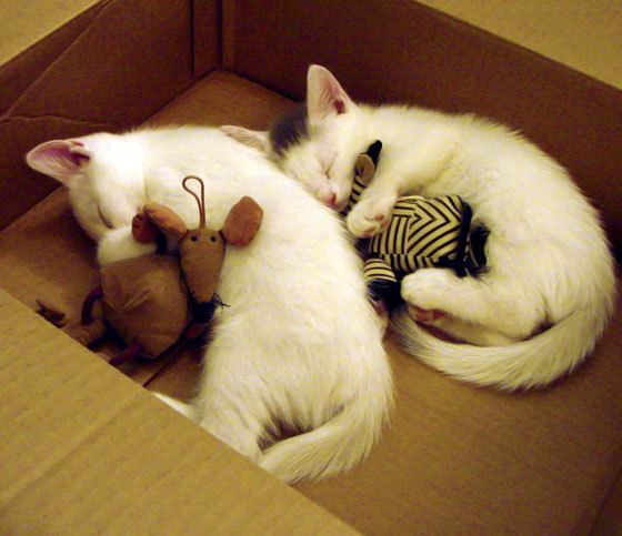 一球定鼎，爱德华兹的终极救赎与F1史诗夜