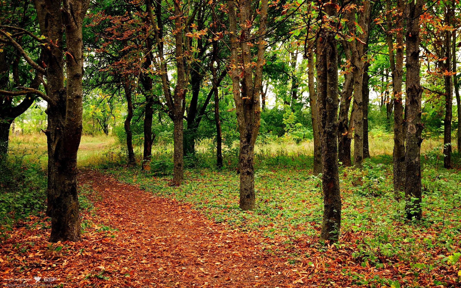 一个夜晚的两种奇迹，贝蒂斯的地面闪电，与贝林厄姆的星空接管
