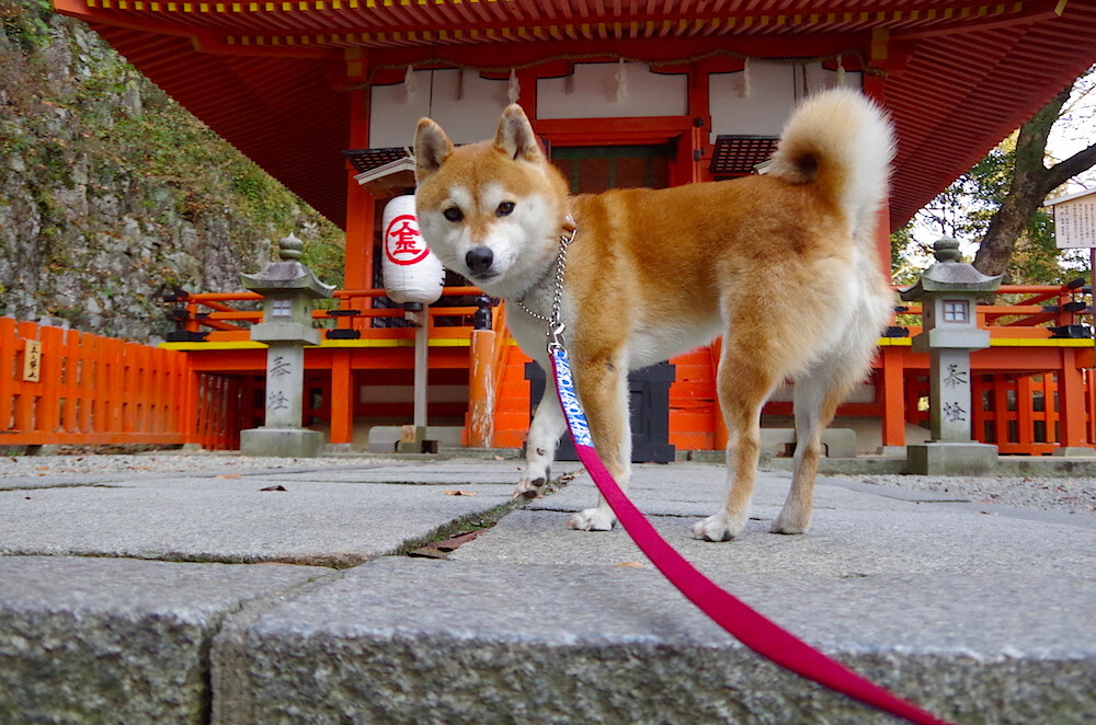 一夜两场决胜局,安联球场与费哲论坛的平行心跳