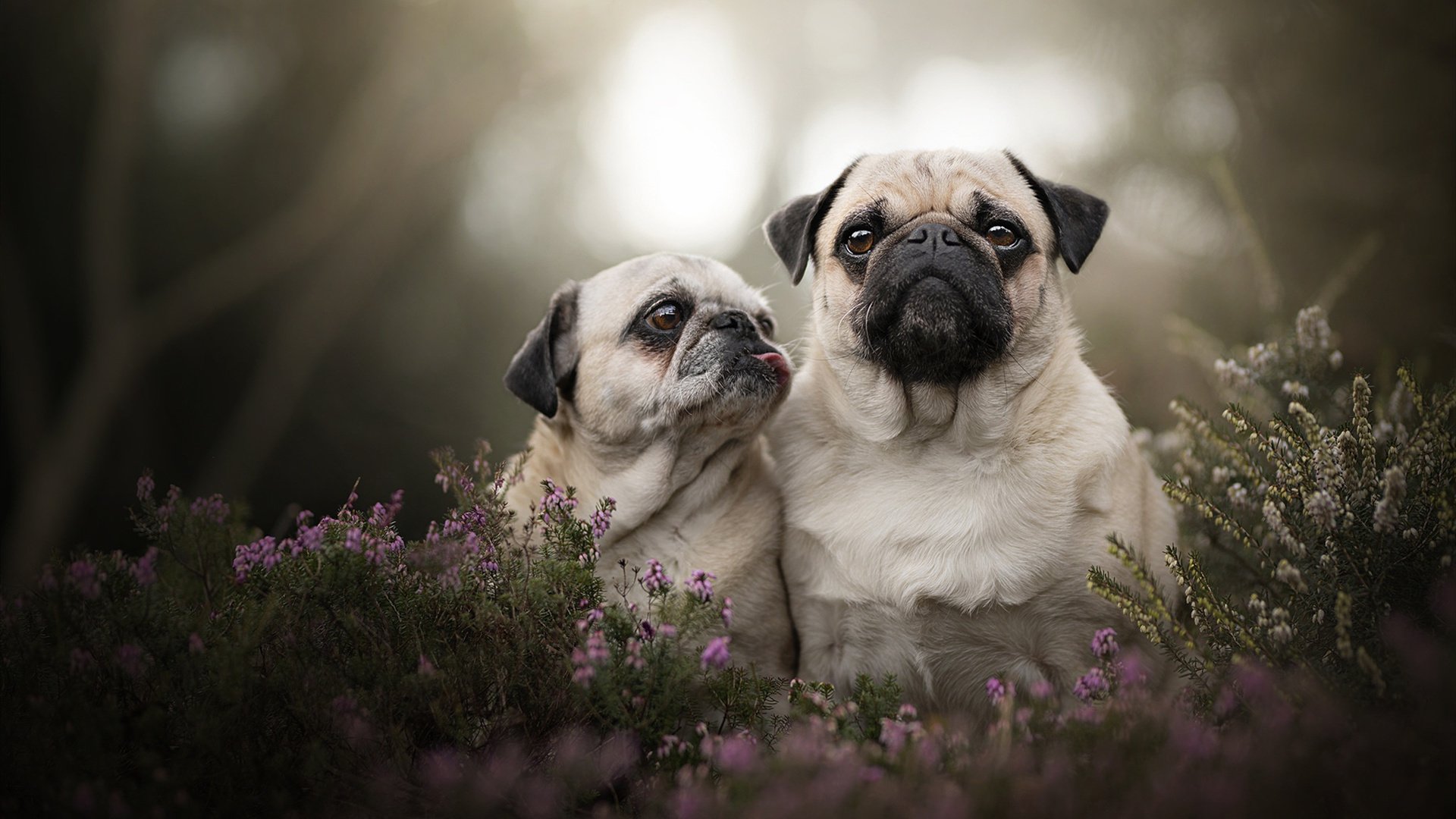 冰与火之歌,当尼斯单节拉开希腊,哈兰德点燃赛场