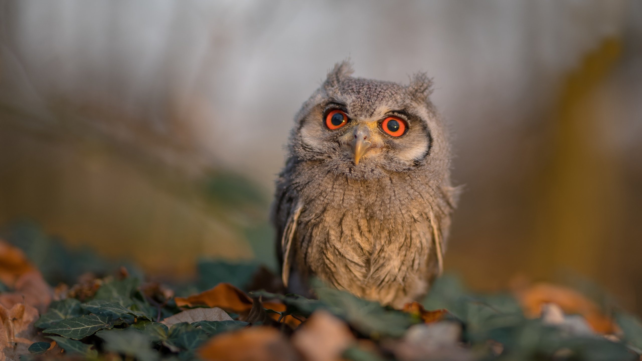 火炼纽约,利剑封喉,塔图姆一剑定江山,尼克斯主场烈焰焚广东