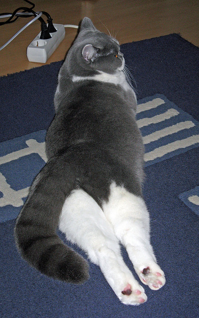 欧文关键战不手软定乾坤,凯尔特人淘汰赛过关斩将掘金