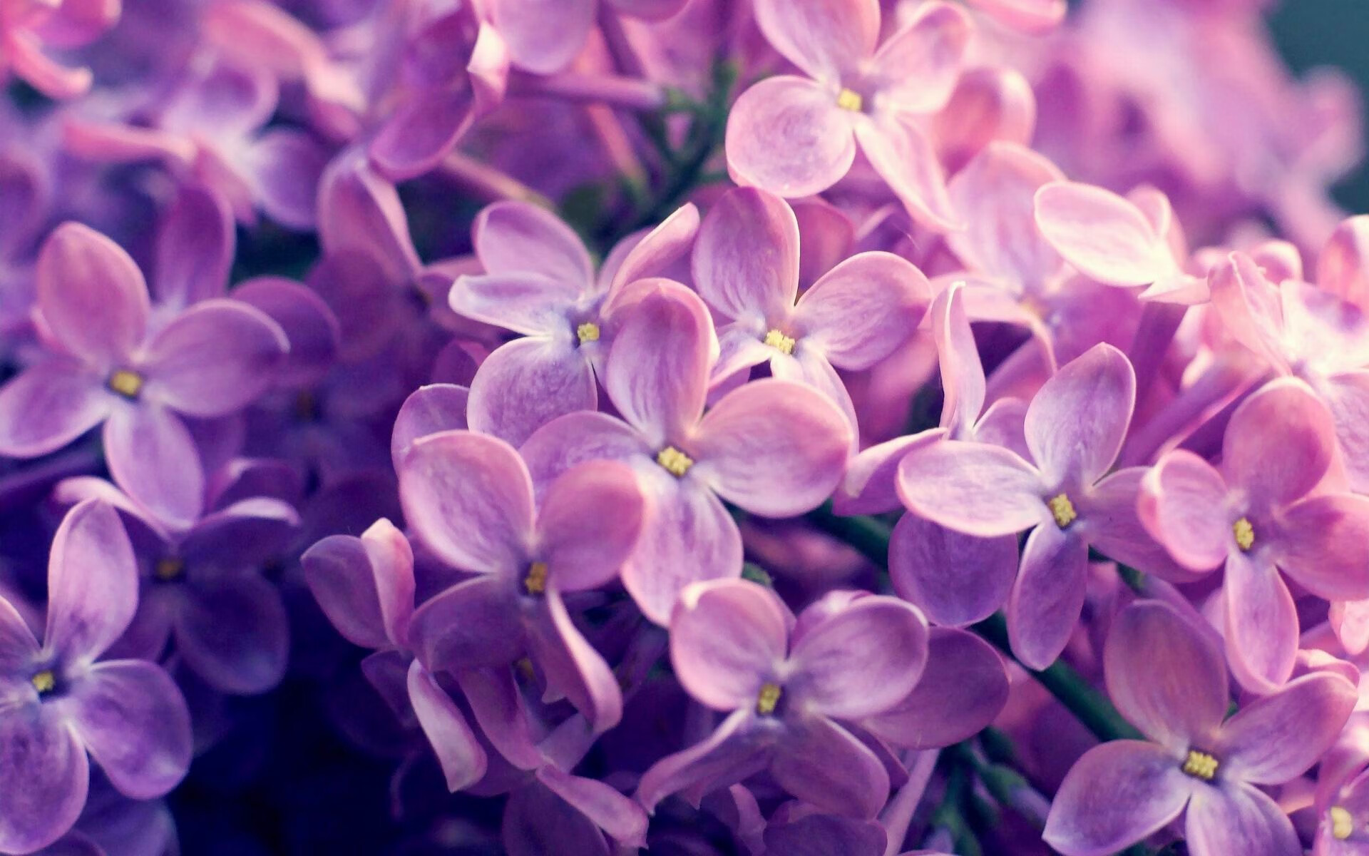 血脉觉醒,当贝恩撕碎快船防线,公牛的节奏成为他的心跳