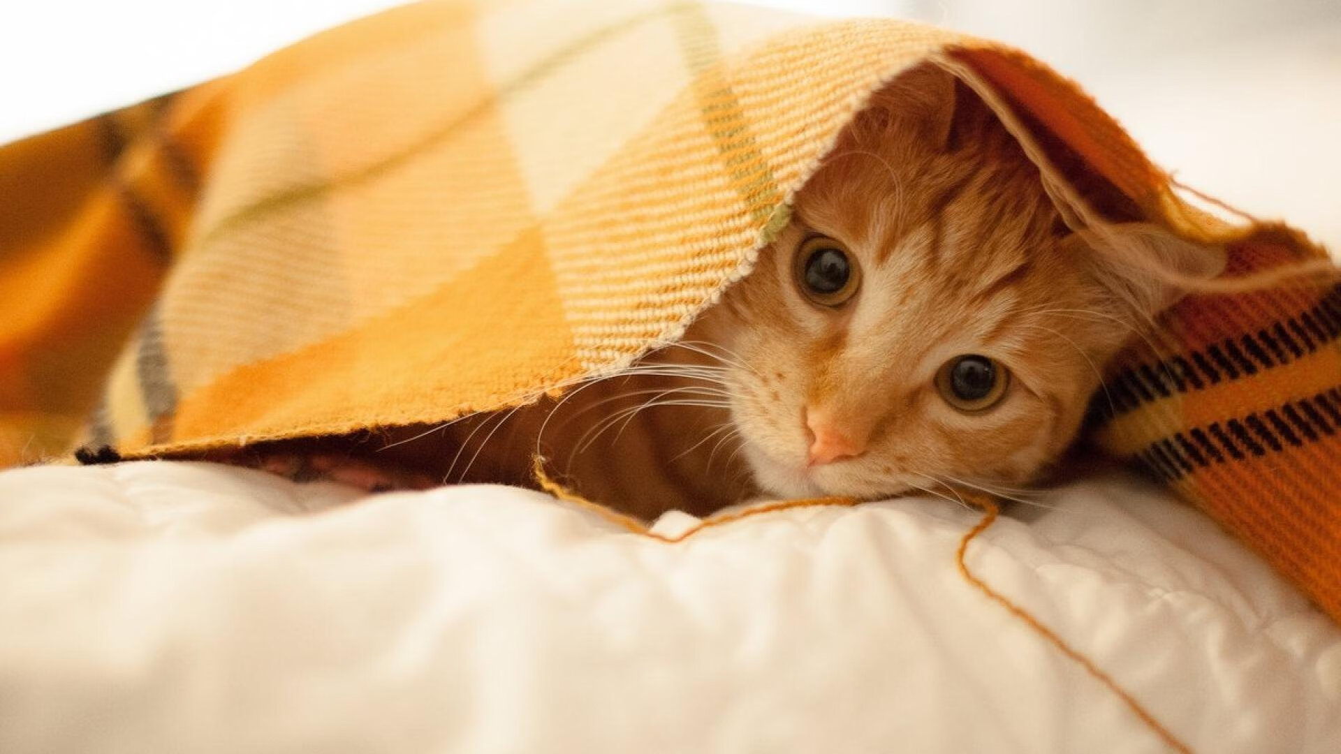 神话与叹息，当几内亚用不屈强行终结荷兰，库尔图瓦的救赎与梦魇