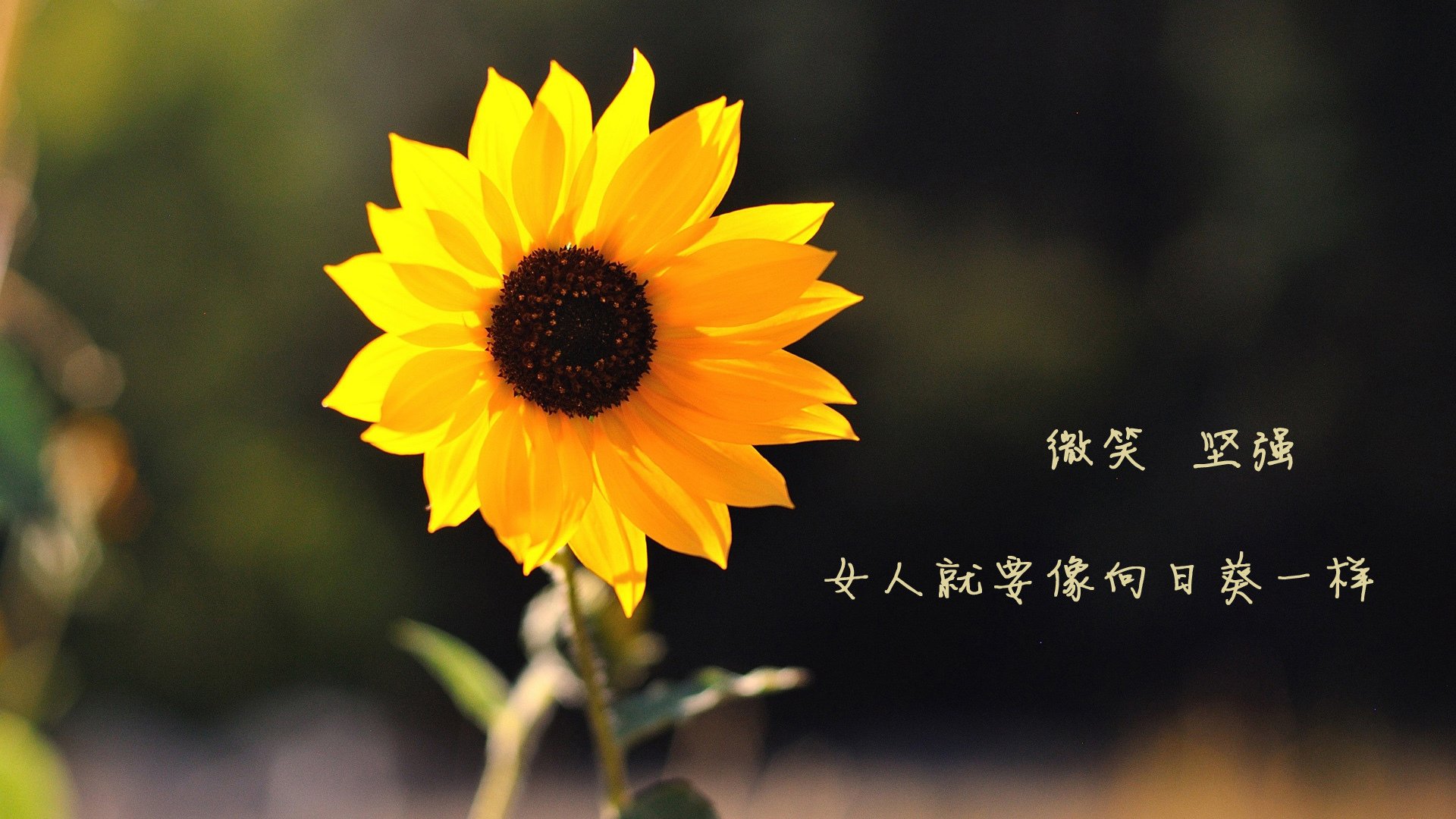 孤星与蓝白，2026世界杯E组关键战，当莱万的铁血反击撕裂阿根廷的华丽牢笼