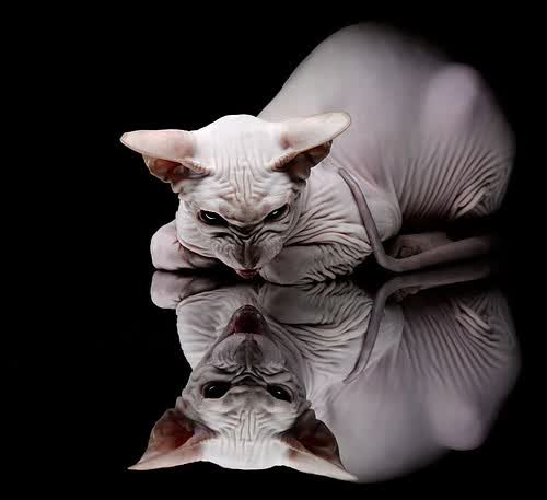 唯一之战,2026世界杯B组,当泰国遇见意大利,阿方索·戴维斯书写历史独章
